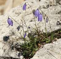 Image of Campanula cespitosa Scop.