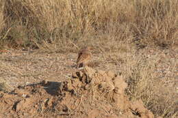 Imagem de Chersomanes albofasciata albofasciata (Lafresnaye 1836)