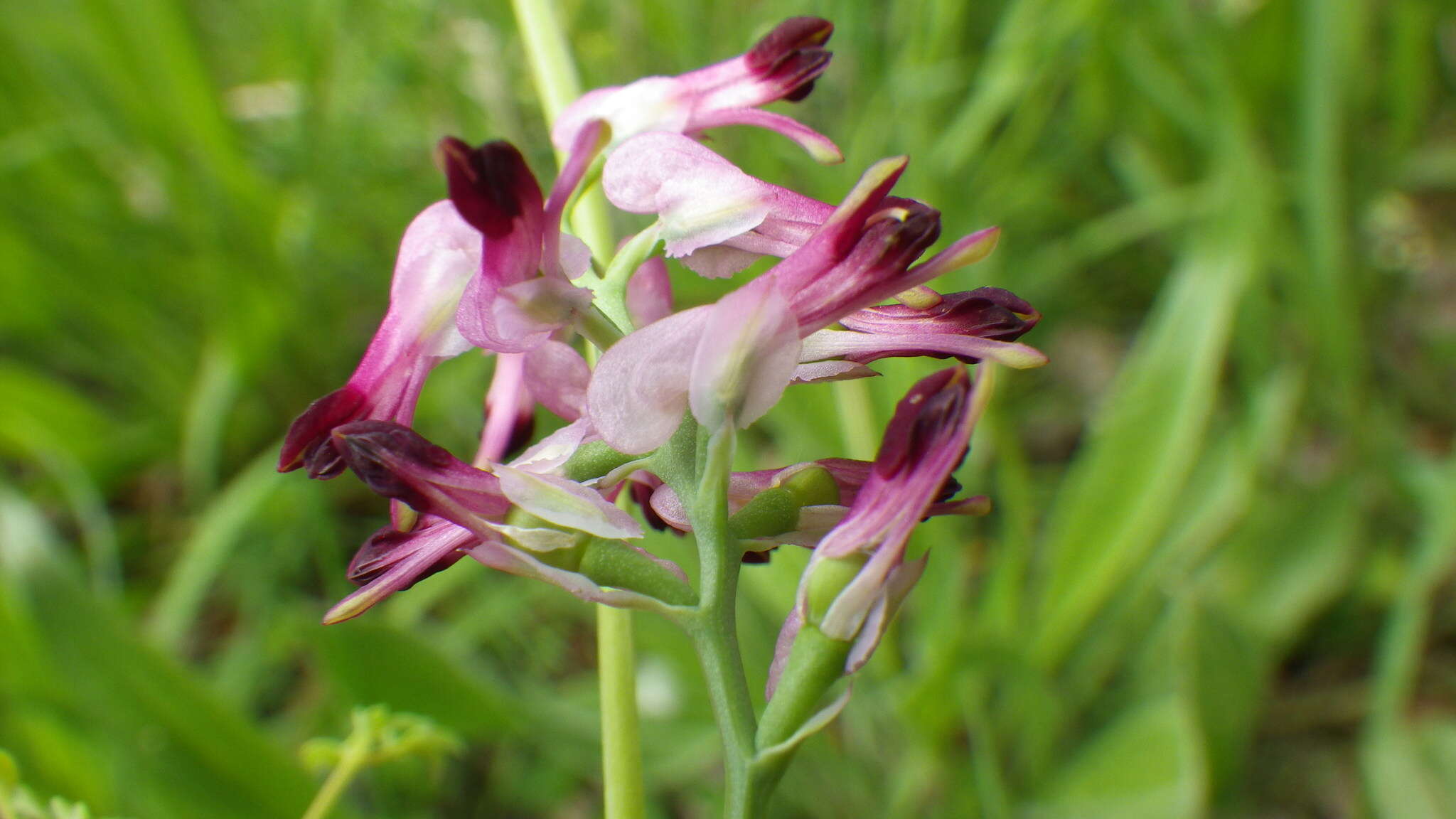 Image of Purple ramping-fumitory