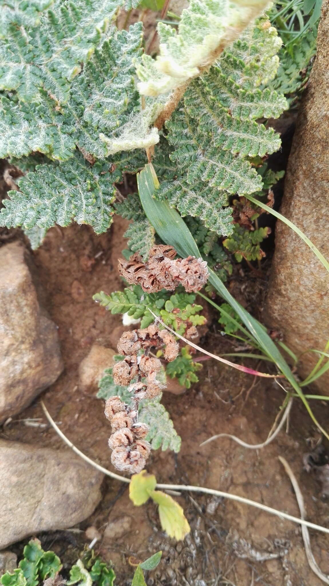 Image of Cheilanthes eckloniana (Kunze) Mett.