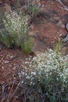 Image of Ferris' sandwort