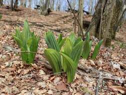 Image of white false hellebore