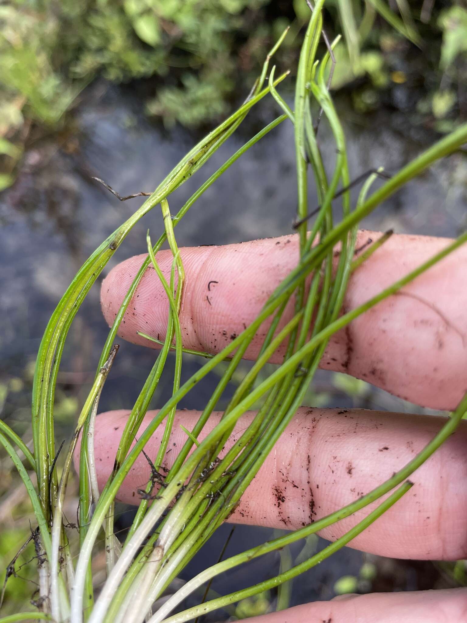 Image of Southern Quillwort