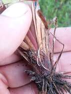 Image of Louisiana Yellow-Eyed-Grass