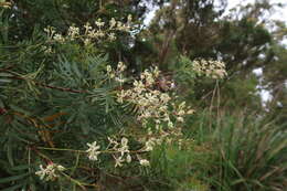 Image of Lomatia tinctoria (Labill.) R. Br.