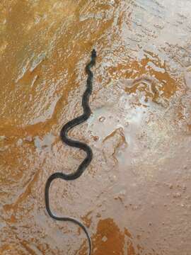 Image of Wynad Keelback