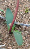 Image of Strumaria gemmata Ker Gawl.