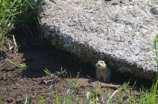 Слика од Spermophilus major (Pallas 1778)