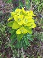 Image of Euphorbia wallichii Hook. fil.