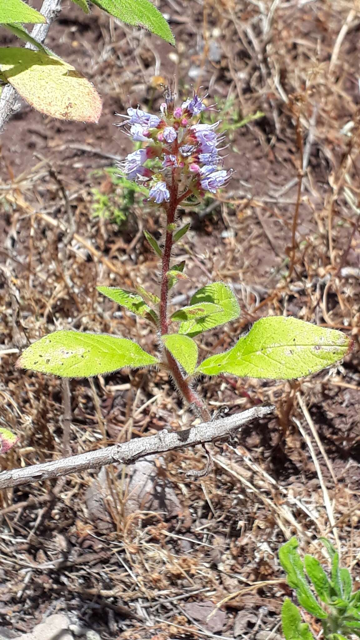 Image of Echium strictum L. fil.