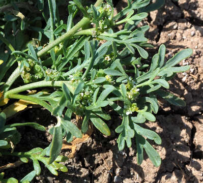 Image of Creeping Watercress