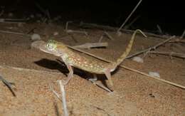 Image of Middle Eastern Short-fingered Gecko