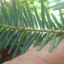 صورة Abies pinsapo var. marocana (Trab.) Ceballos & Bolaño