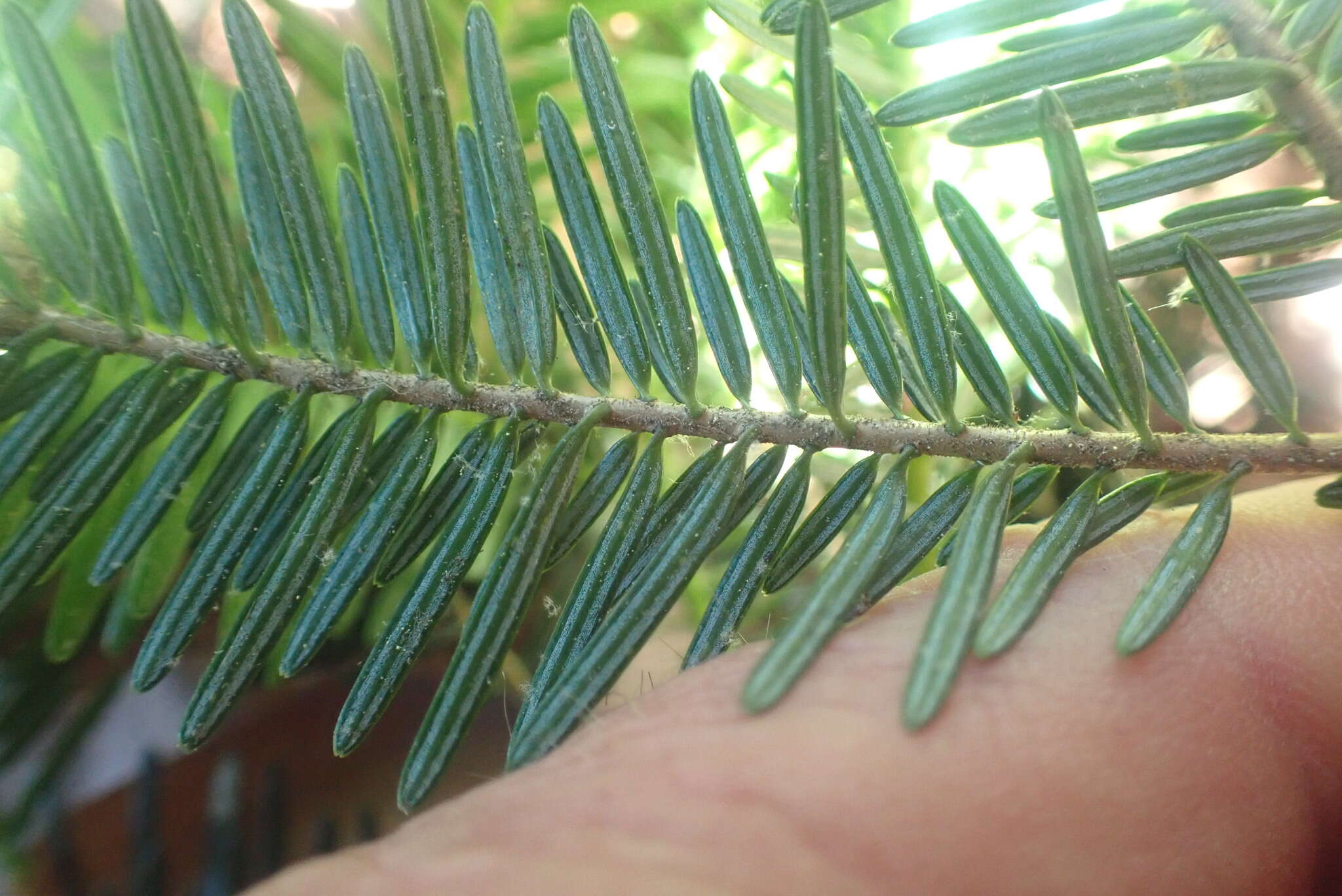 Plancia ëd Abies pinsapo var. marocana (Trab.) Ceballos & Bolaño