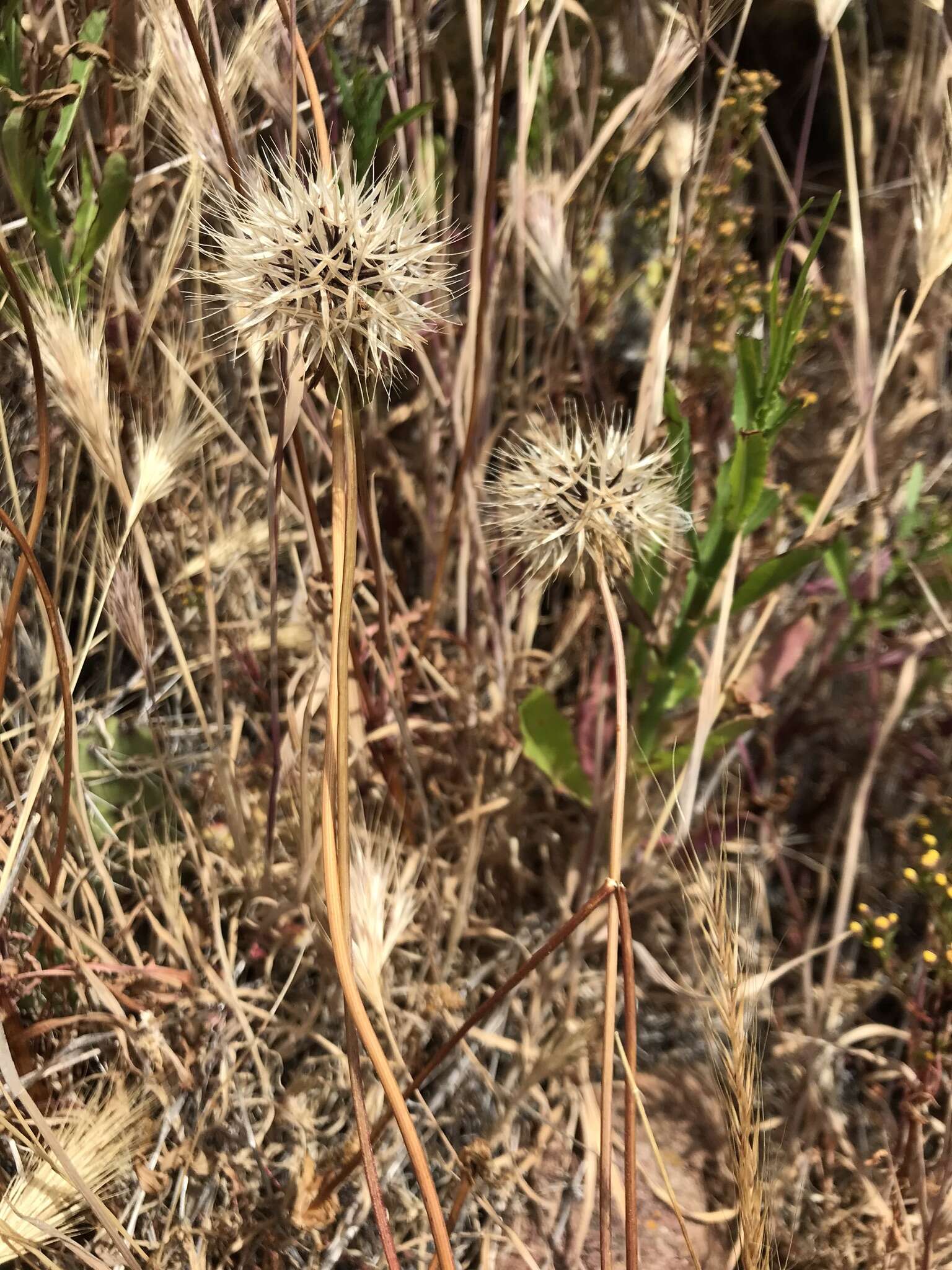 Image of grassland silverpuffs