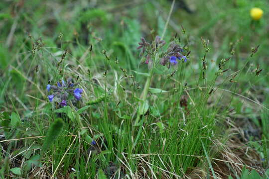 Image of Pulmonaria mollis Hornem.