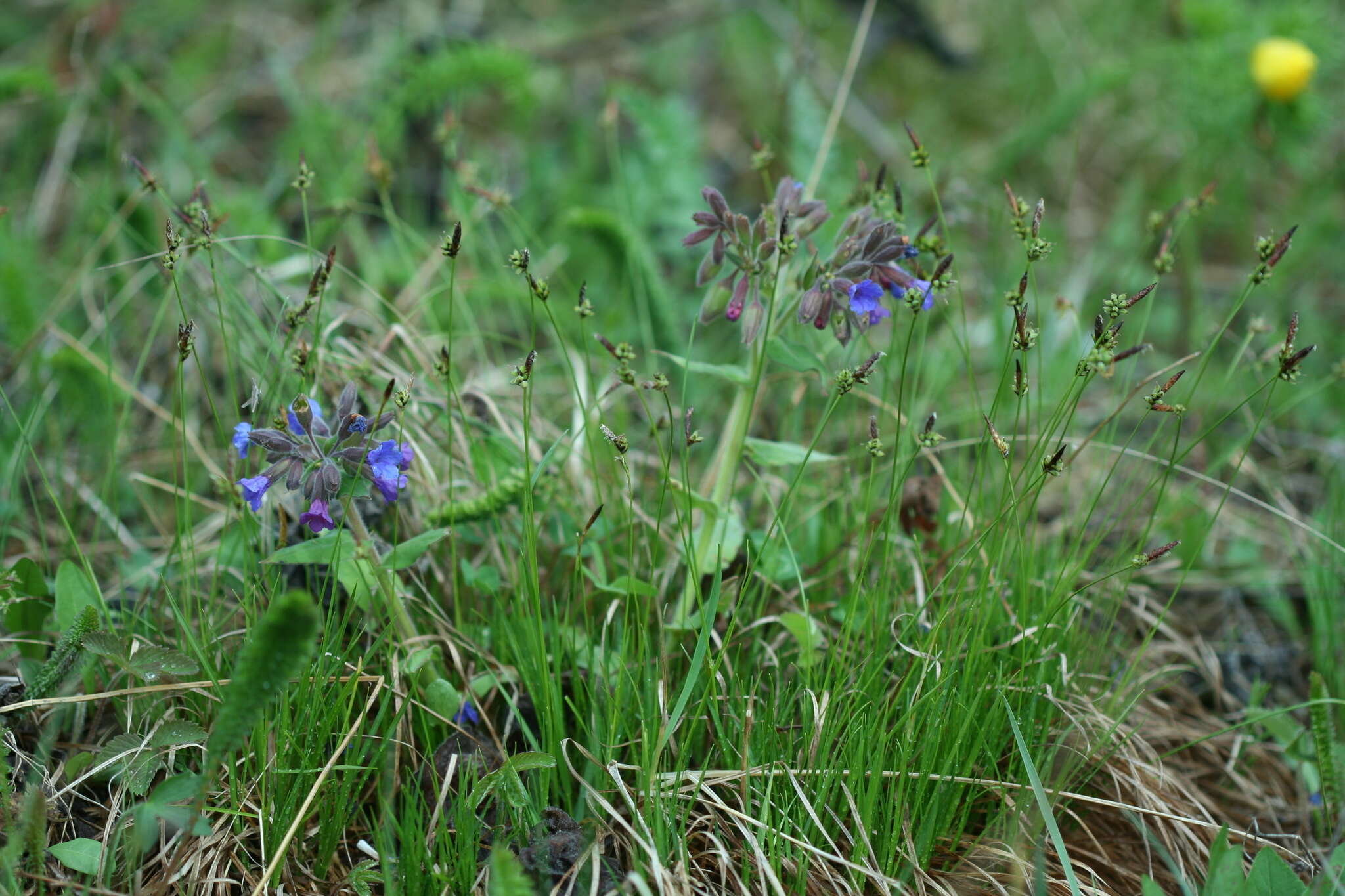 Image of Pulmonaria mollis Hornem.