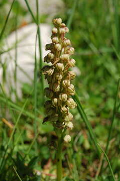 Image of Man orchid