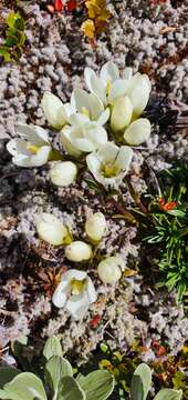 Image of Gentianella vernicosa (Cheeseman) T. N. Ho & S. W. Liu