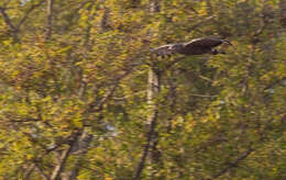 Image of Banded Snake-Eagle