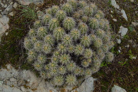 Image of Hedgehog Cactus