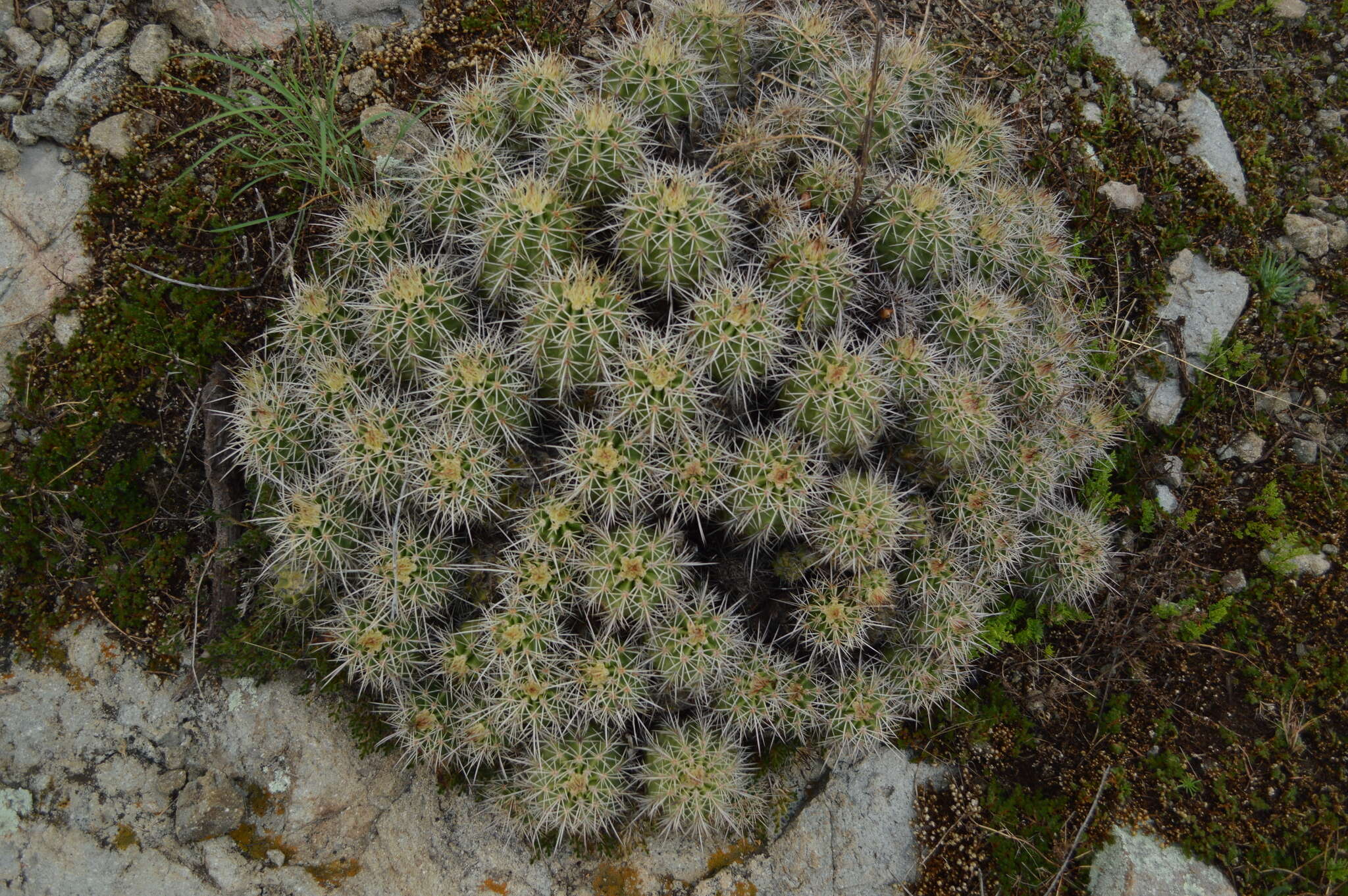 Image de Echinocereus polyacanthus Engelm.