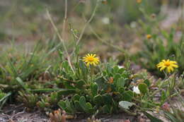 Osteospermum spathulatum (DC.) Norlindh的圖片