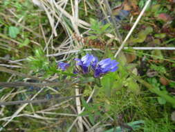 Слика од Lobelia siphilitica L.