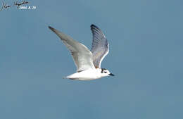 Image of White-winged Black Tern