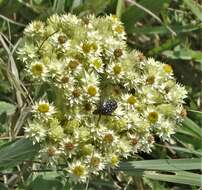 Sivun Helichrysum appendiculatum (L. fil.) Less. kuva