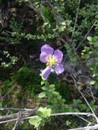 Image of Setchellanthus caeruleus T. S. Brandeg.