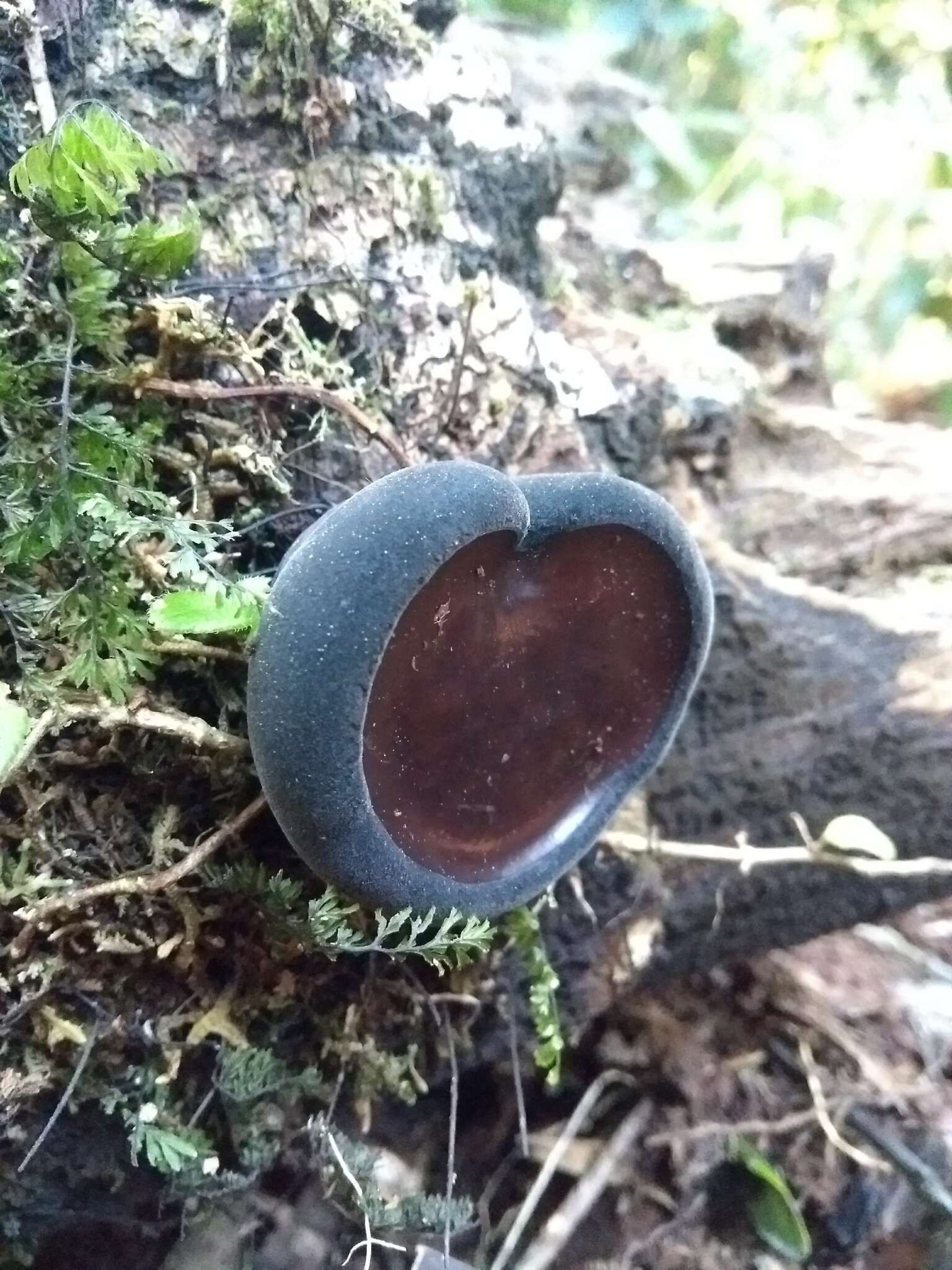 Imagem de Plectania chilensis (Mont.) Gamundí 1971