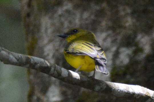 Image of Bornean Whistler