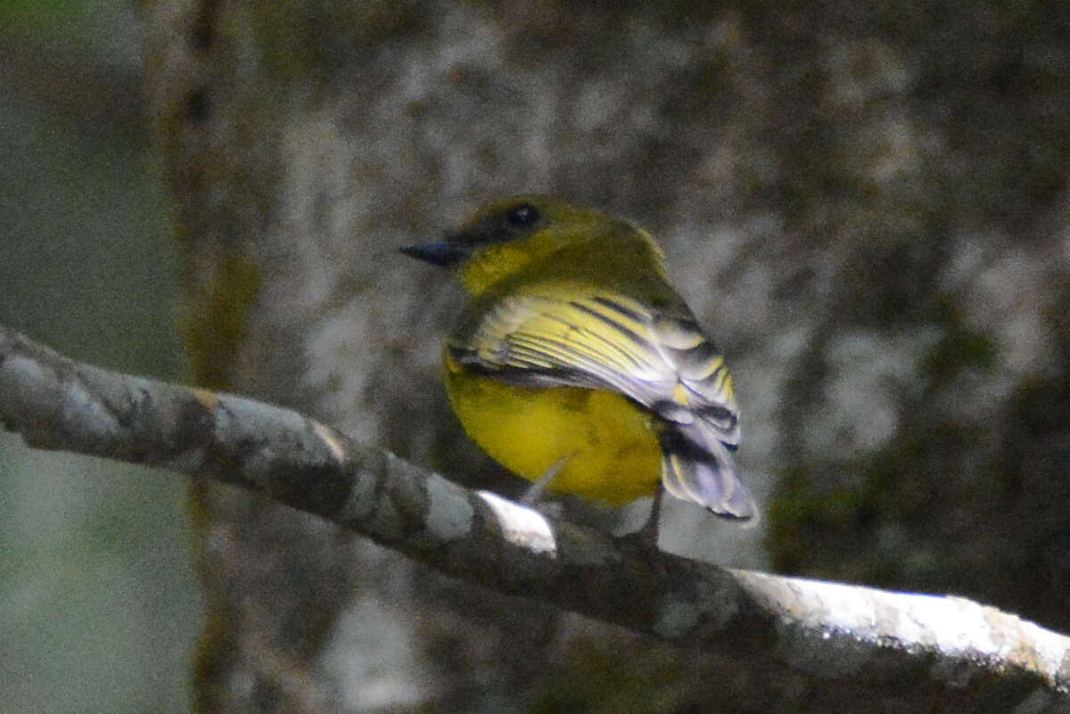 Imagem de Pachycephala hypoxantha (Sharpe 1887)