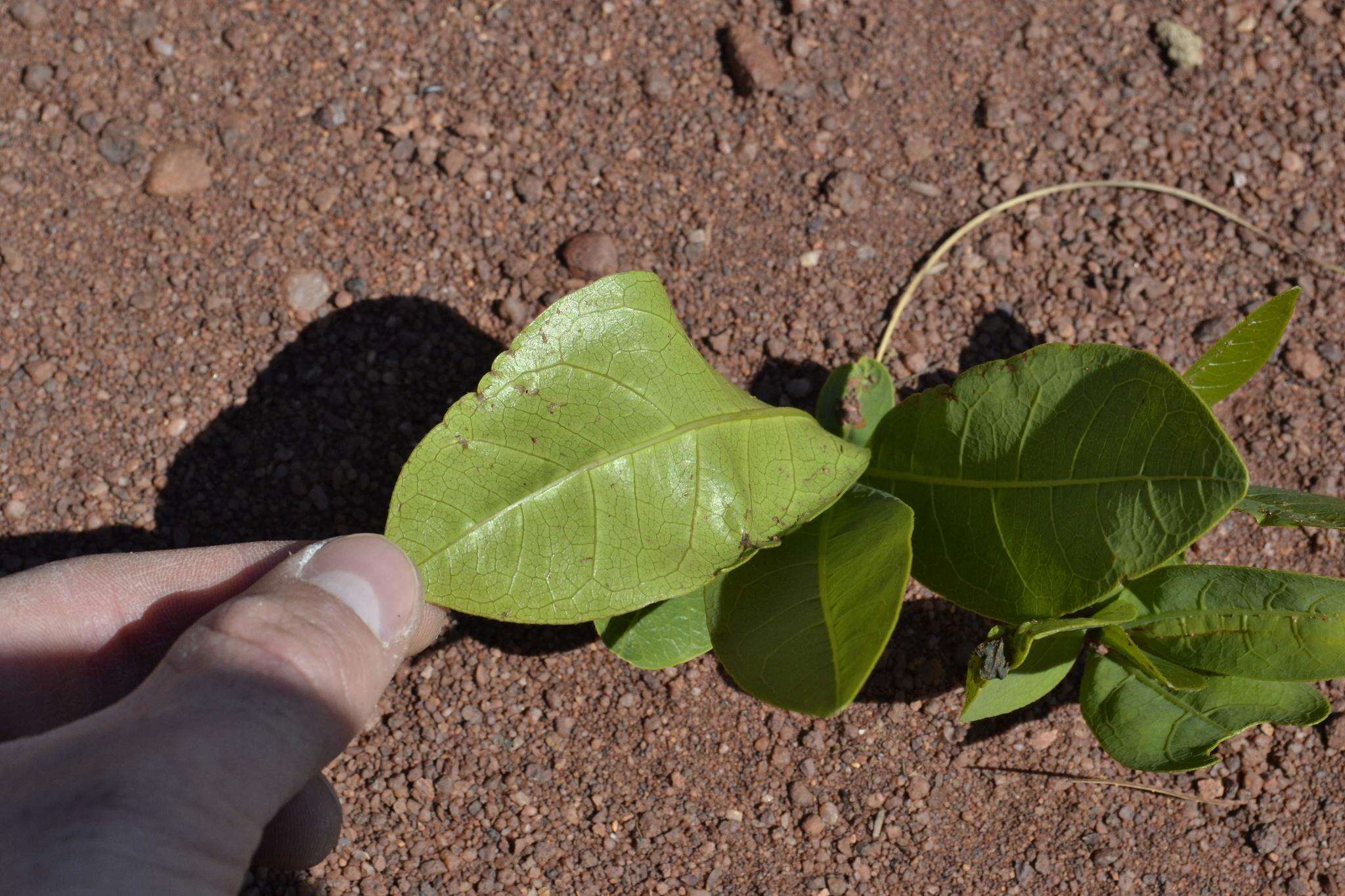 Image of Dichapetalum cymosum (Hook.) Engl.