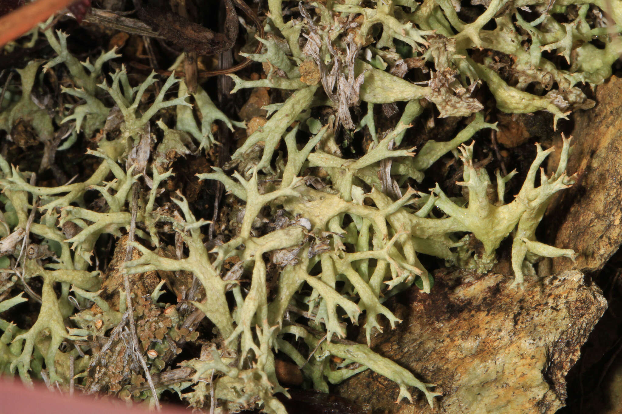 Image of Thorn cladonia