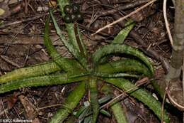 Image of Aloe ankaranensis Rauh & Mangelsdorff