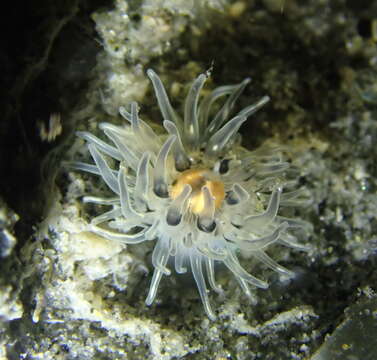 Image of wormy anemone