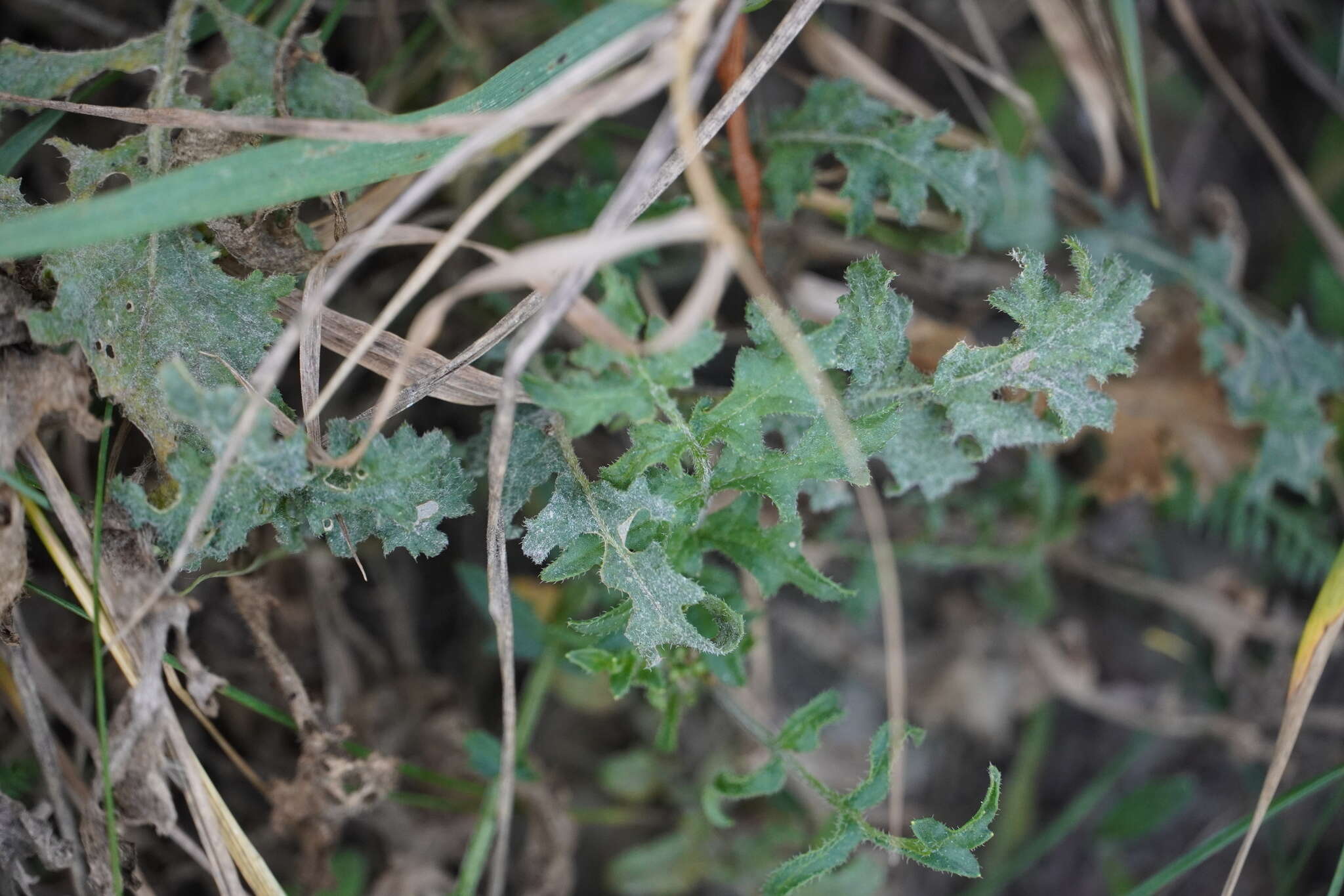 Image of Erucastrum nasturtiifolium (Poir.) O. E. Schulz