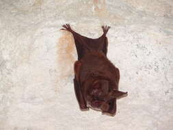 Image of Cozumelan golden bat