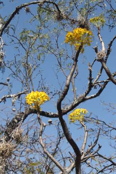 Image of Pittocaulon praecox (Cav.) H. Rob. & Brettell