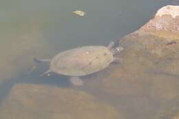 Image of Ouachita Map Turtle