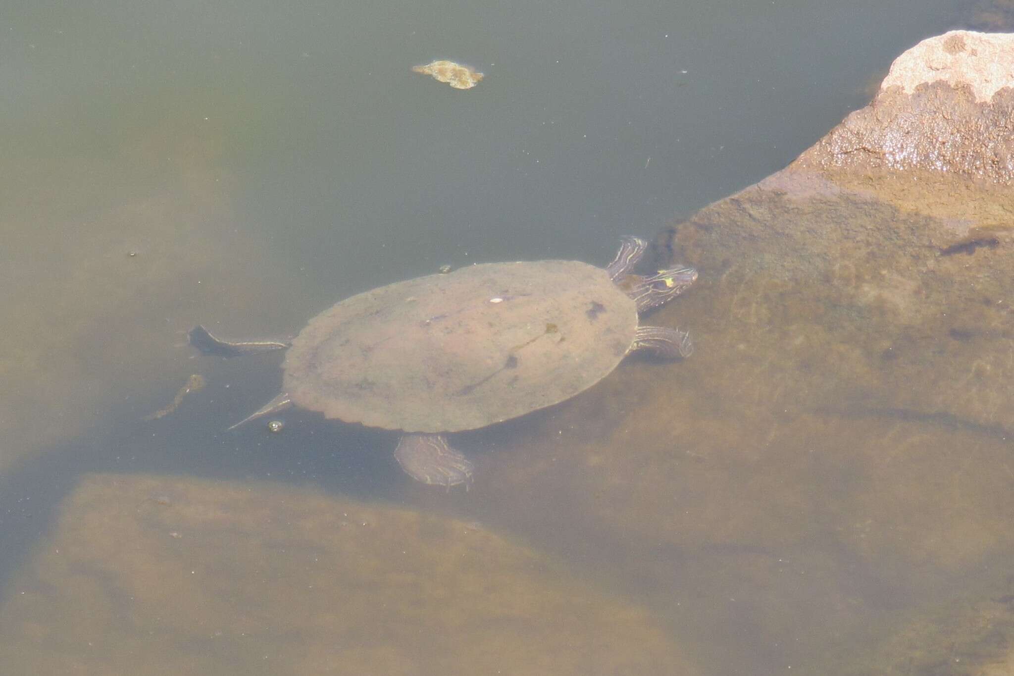 Image of Ouachita Map Turtle