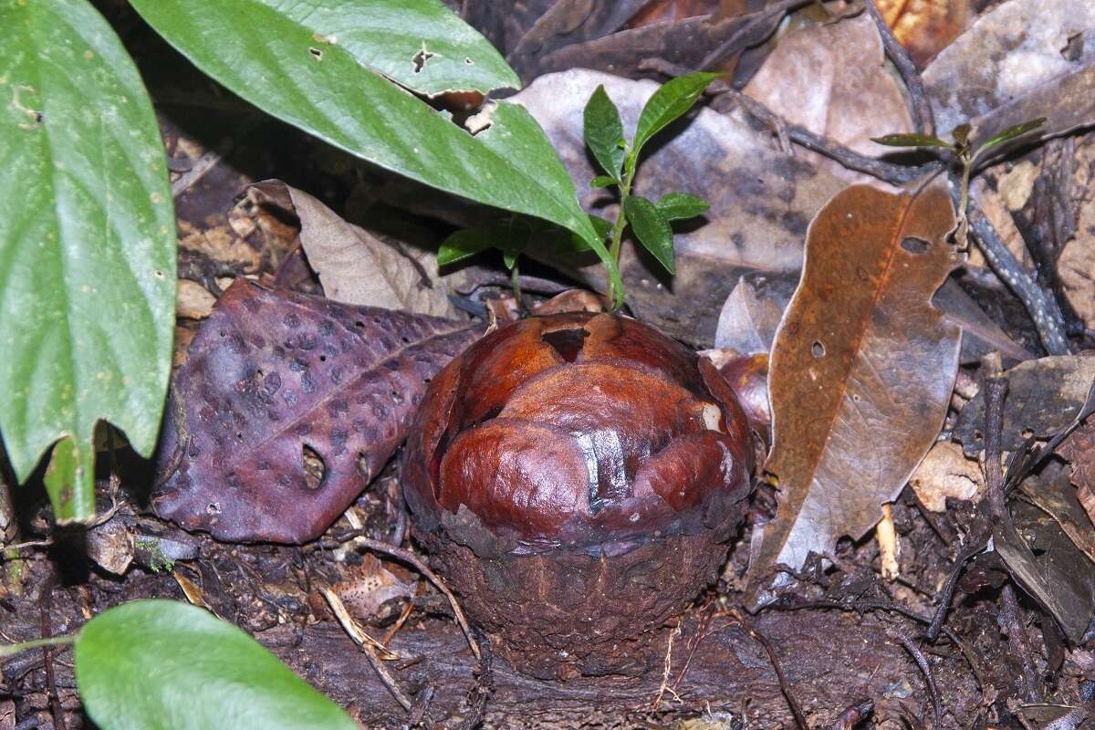 Image of Rafflesia pricei W. Meijer