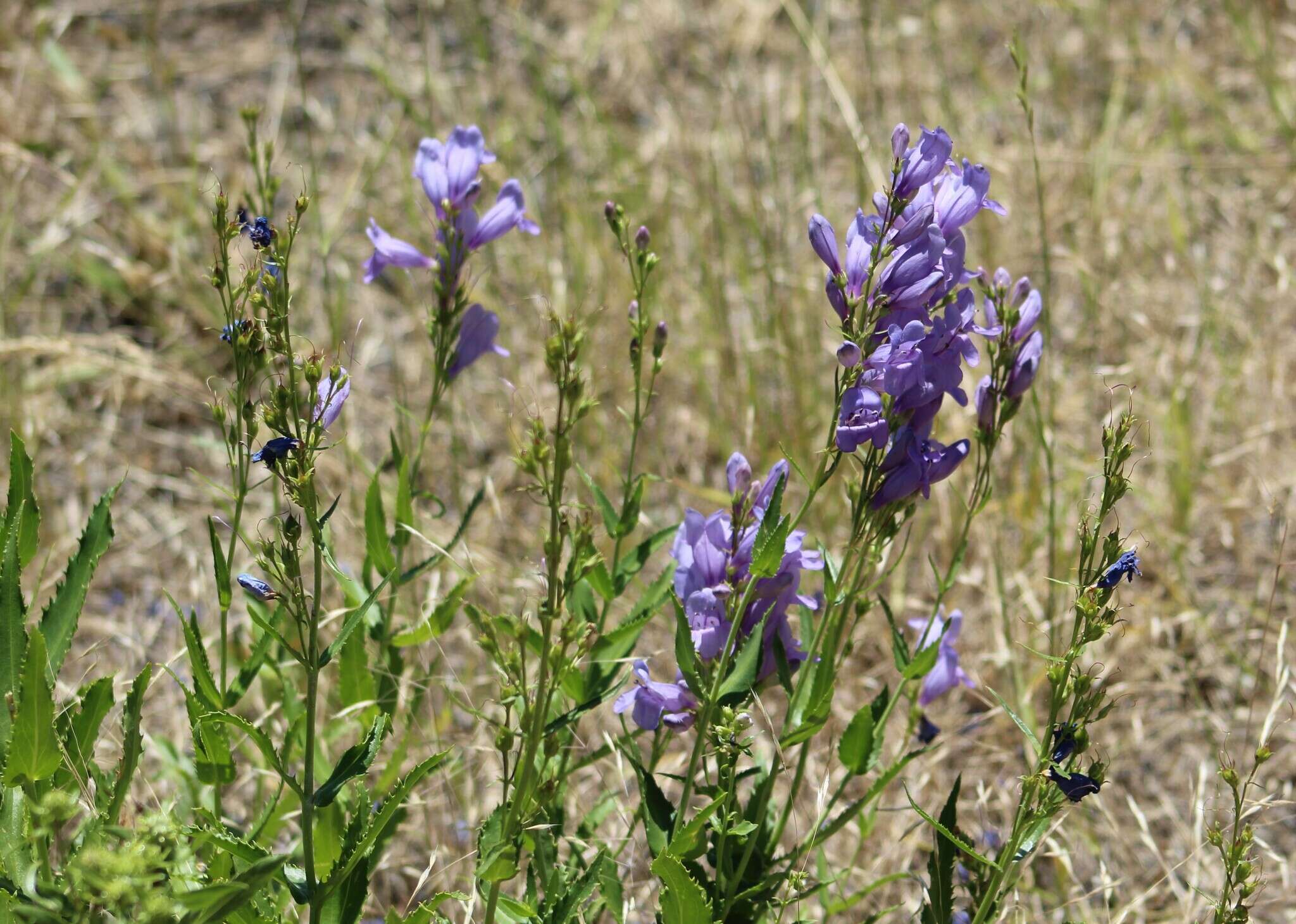 Sivun Penstemon venustus Dougl. kuva