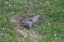 Image of Eurasian Siskin