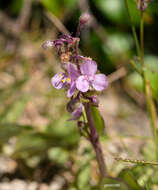 Image of Tripogandra glandulosa (Seub.) Rohweder