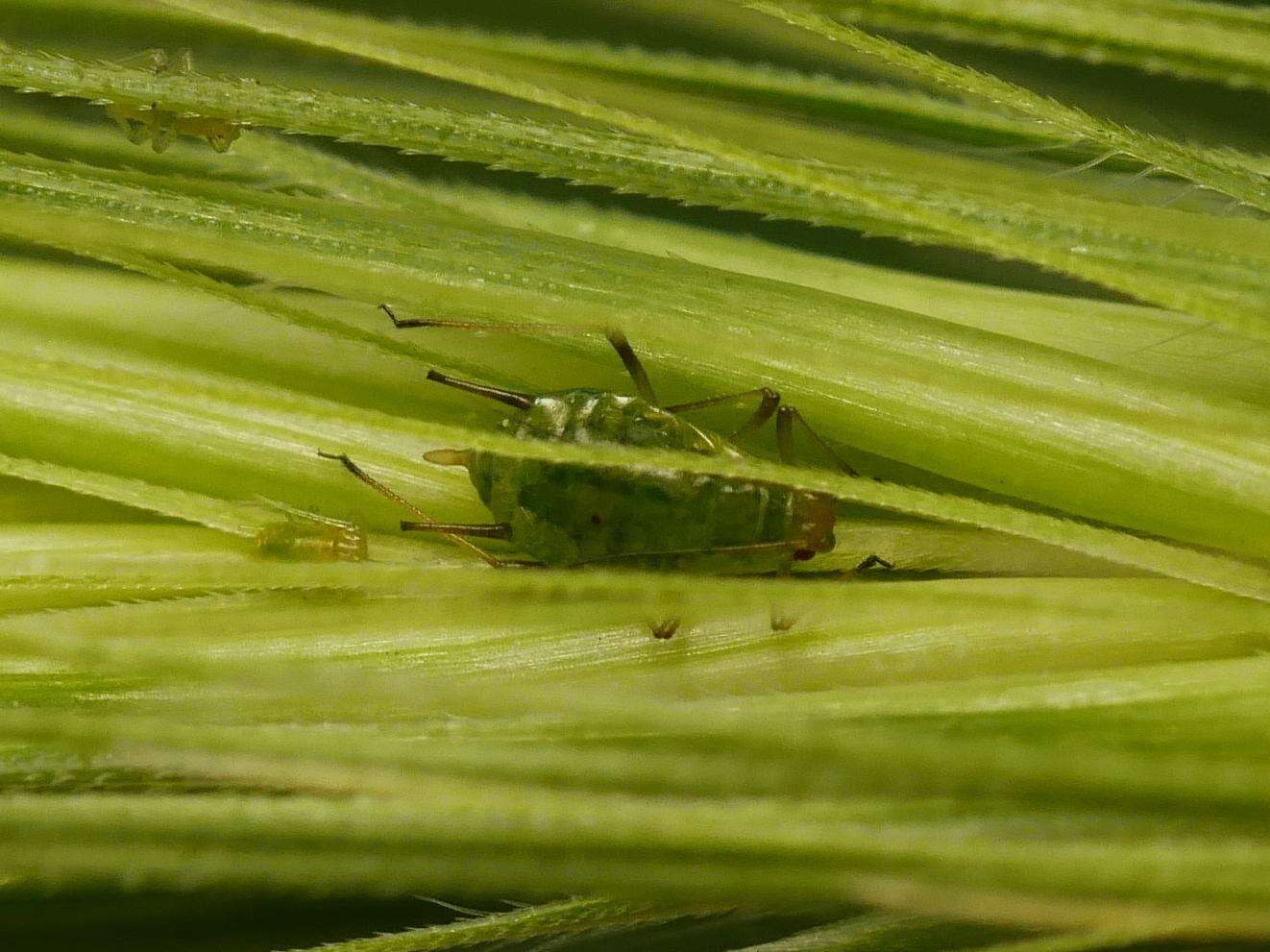 Image of Aphid