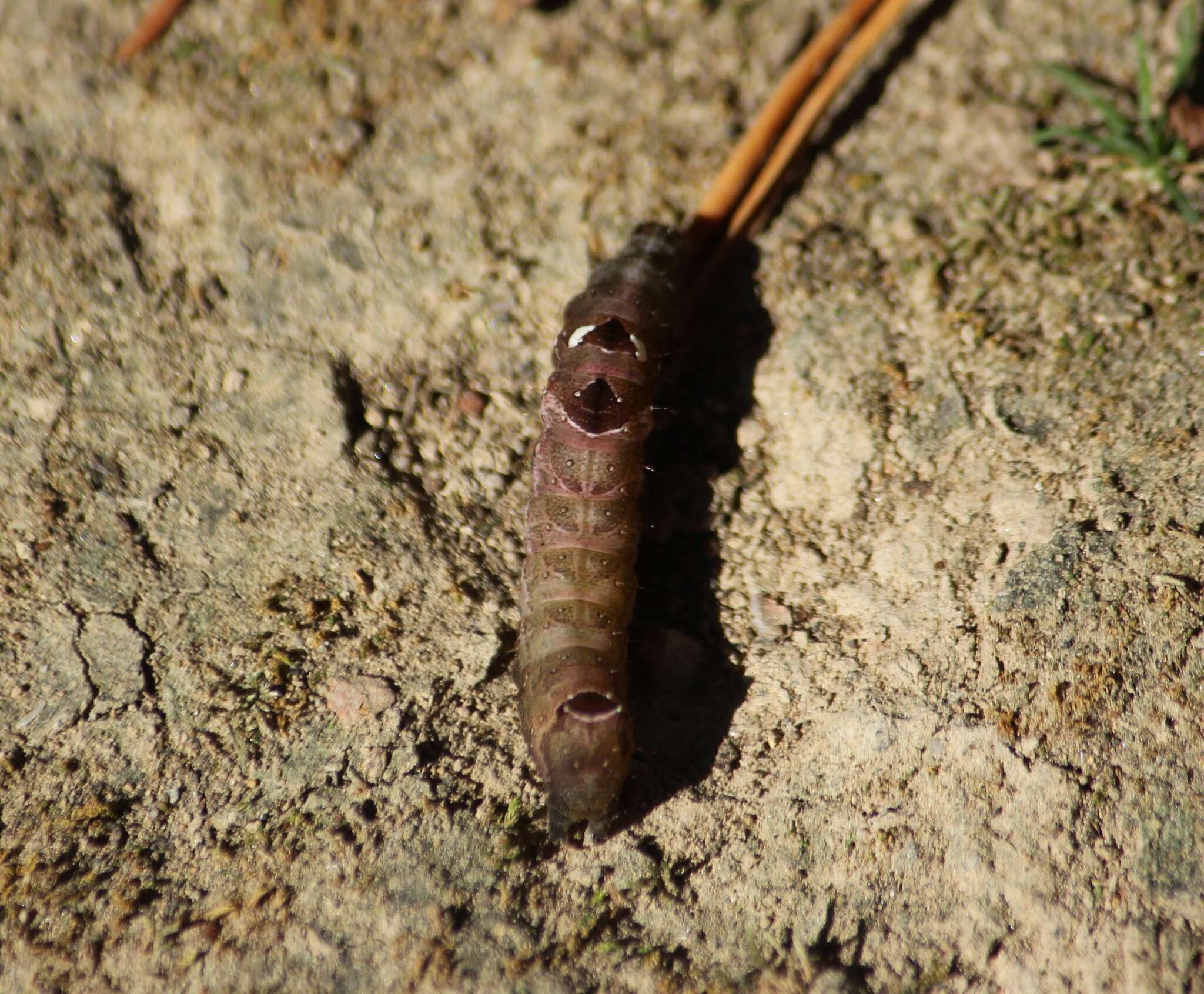 Imagem de Abrostola triplasia Linnaeus 1758