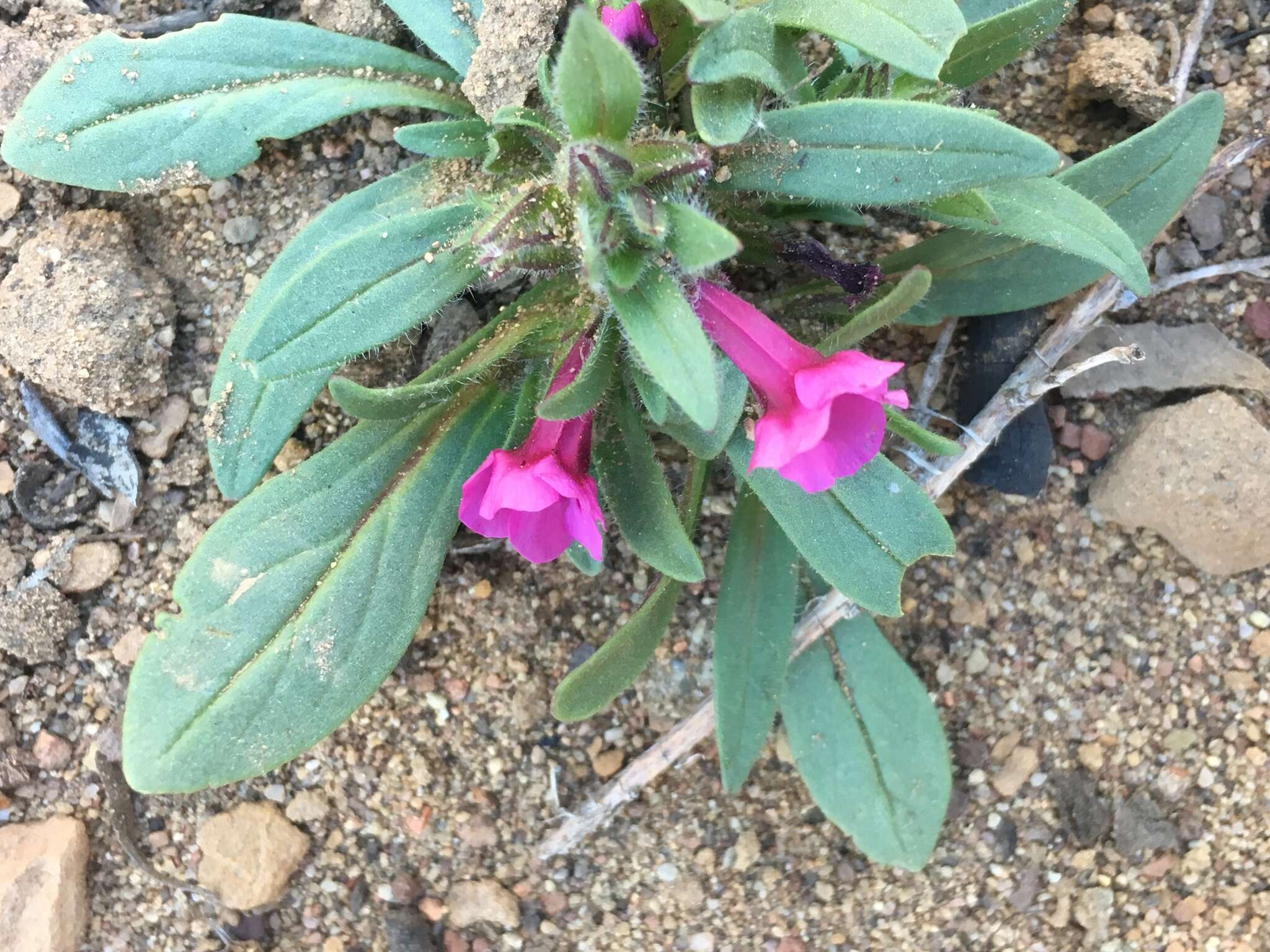 Image of sticky monkeyflower